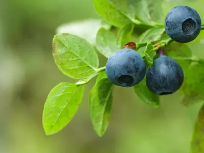 8 Tips for A Bumper Blueberry Crop