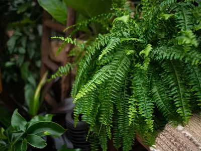 Winter House Plant Care