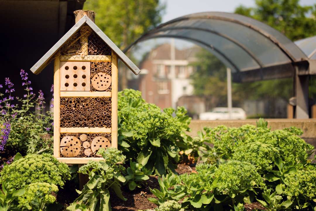 Attracting Mason Bees to Your Garden Tips and Benefits Gardenworks