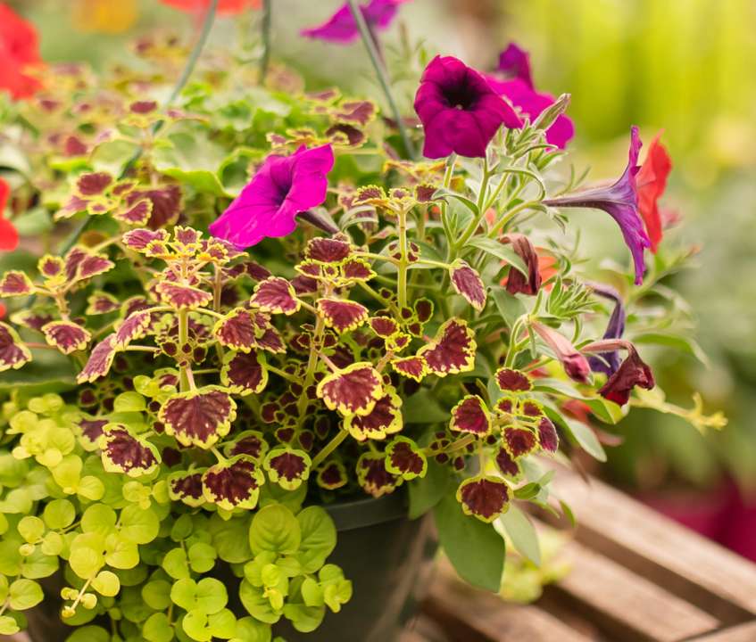 Hanging Baskets - Gardenworks