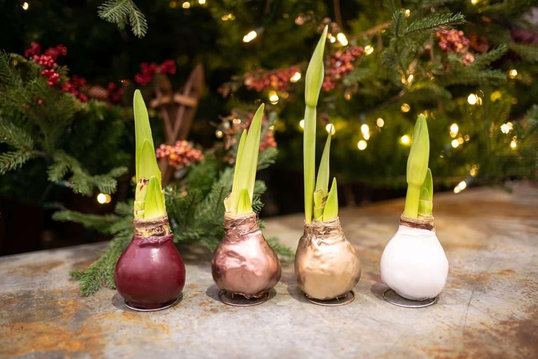 Amaryllis bulbs deals