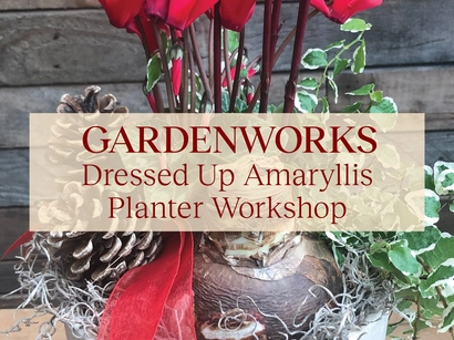 Amaryllis Planter Workshop