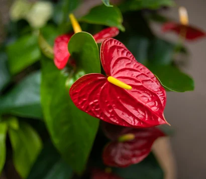 Aquatic Anthurium Design Workshop