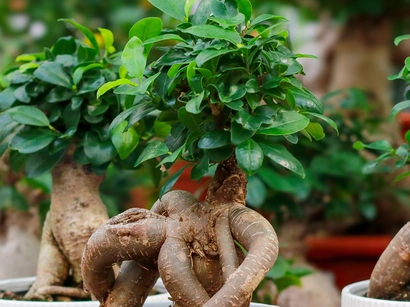 Discover a world of outdoor activities at GARDENWORKS. From gardening workshops to community events, there's something for everyone. Explore now!