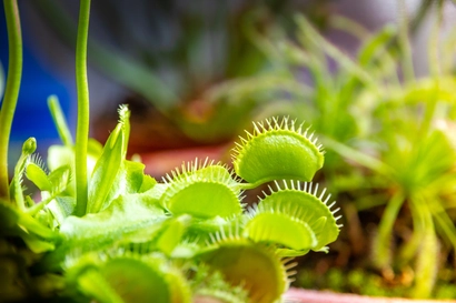 SOLD OUT! Carnivorous Plant Workshop for Kids