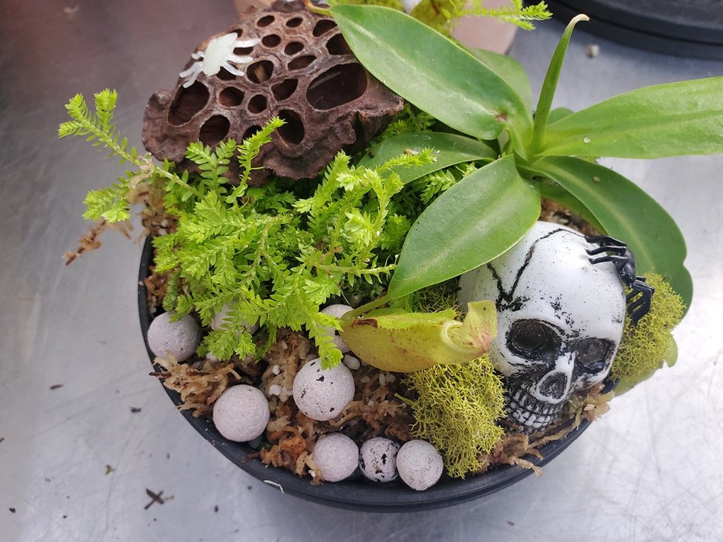 Carnivorous Tropical Planter Activities Gardenworks