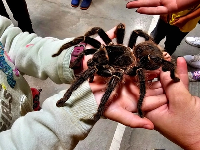 FREE Event: Creepy Crawly Encounters