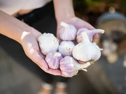 Free Seminar: All About Garlic