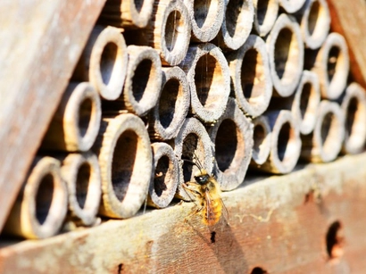 Free Seminar: Mason Bees - Cleaning and Storing for the Winter