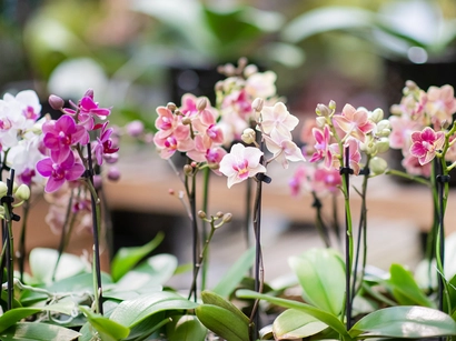 Free Seminar: Orchid Care and Repotting