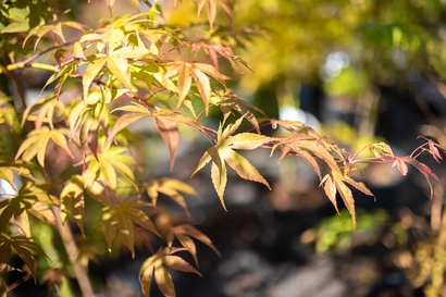 Free Seminar: Success with Japanese Maples