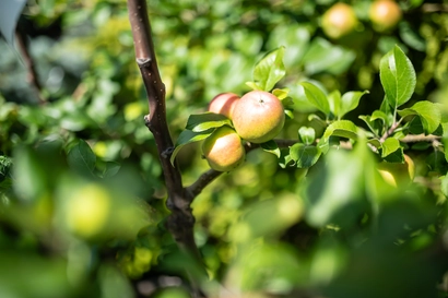 Free Seminar: Fruit Tree Pruning