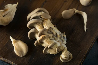 Growing Gourmet Mushrooms Seminar