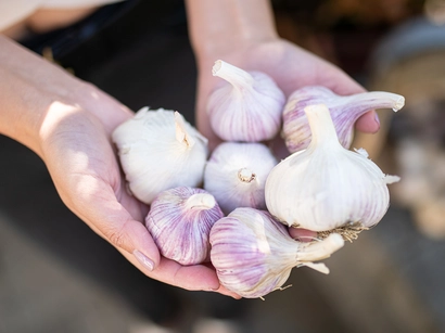 Discover a world of outdoor activities at GARDENWORKS. From gardening workshops to community events, there's something for everyone. Explore now!