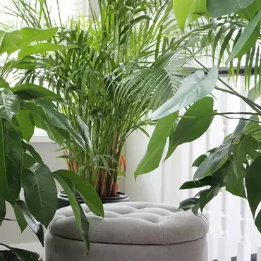 How to Find the Perfect Spot for Your Tropical Plant?