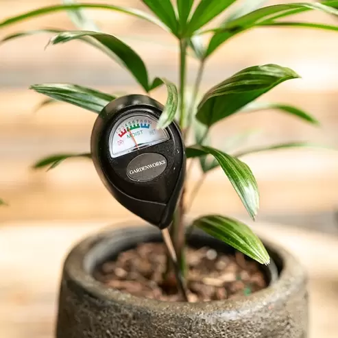 Moisture Meter Plants