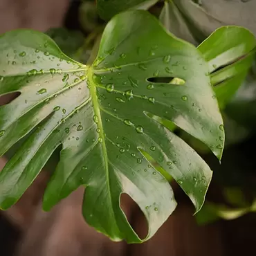 How to Water Your Tropical Plants?