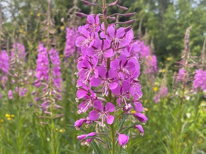 Discover a world of outdoor activities at GARDENWORKS. From gardening workshops to community events, there's something for everyone. Explore now!