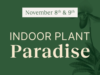 Indoor Plant Paradise