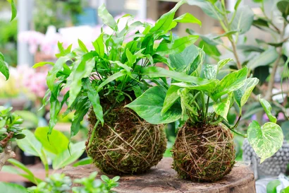 Kokedama Desk Buddies Workshop