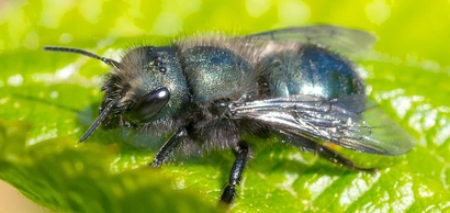 Mason Bee Seminar with Tom Leahy