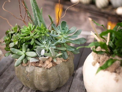 Discover a world of outdoor activities at GARDENWORKS. From gardening workshops to community events, there's something for everyone. Explore now!