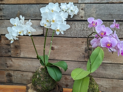 Orchid Kokedama Workshop