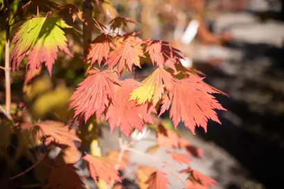 Success with Growing Japanese Maples