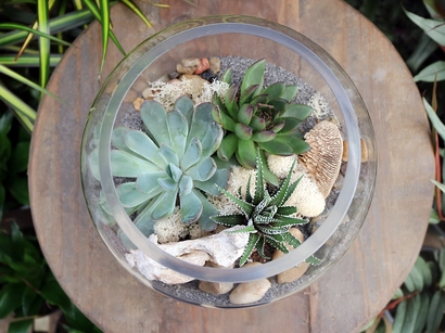 Succulent Terrarium Workshop