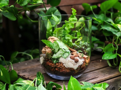 Tropical Terrarium Workshop