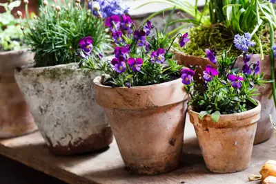 6 spring plants to brighten up your pots