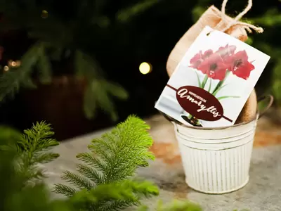 Amaryllis