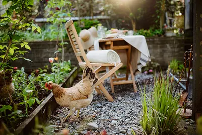 August's Summer Harvest