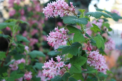 BC Native Plants