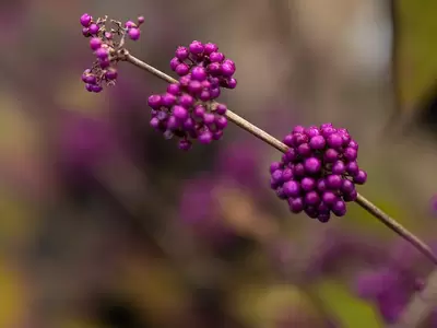 Berries in the Landscape