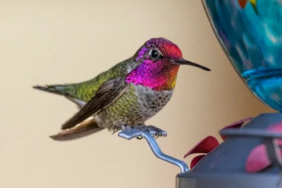 Best Practices for Feeding Hummingbirds