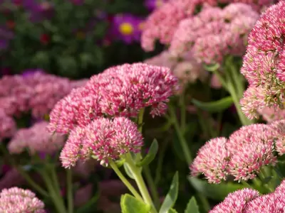 Blooming Succulents