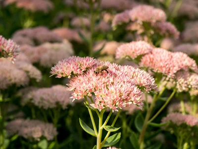 Blooming Succulents