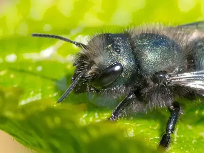 Blue Orchard Mason Bee