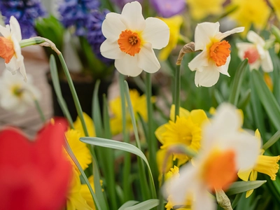 Bulbs for Containers