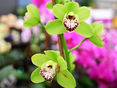 Carefree Cymbidiums