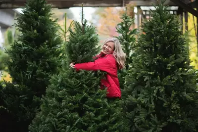Christmas Tree Care