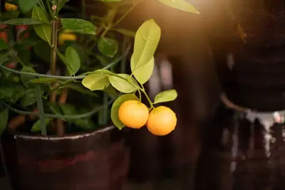 Citrus for Lunar New Year