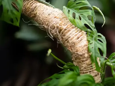 Climbing and Cascading Tropicals