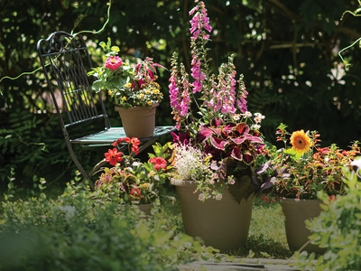 Container Gardening Do's and Do Not's
