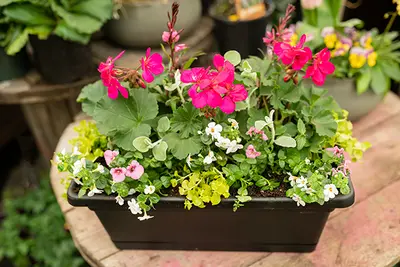 Container Gardening Mistakes