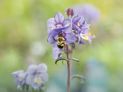 Create Your Own Pollinator Paradise