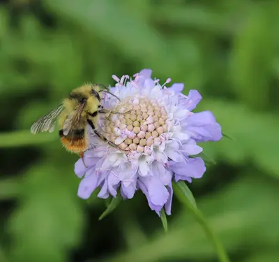 Create Your Own Pollinator Paradise