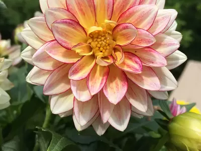 Dahlias