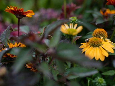 Drought-Tolerant Plants